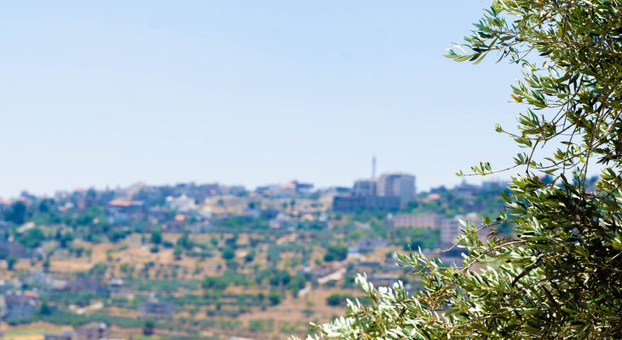 Olive trees in Sinjil