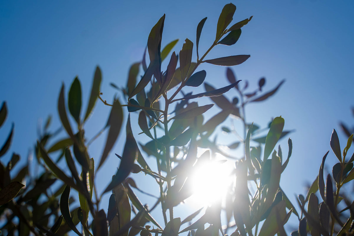 Olive groves in Sinjil