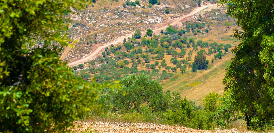 The town of Sinjil